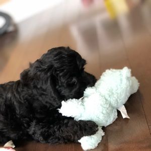 Meet your Posher, Taya